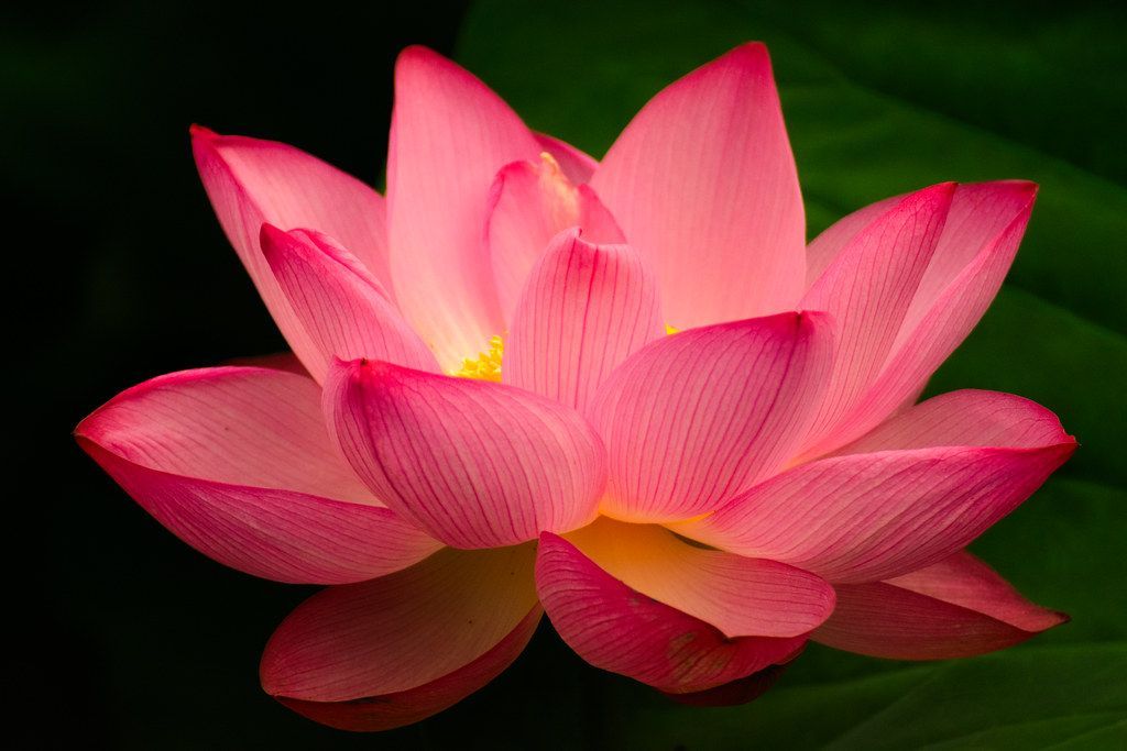 Lotus Flower - Lotus Flower -   14 beauty Flowers lotus ideas
