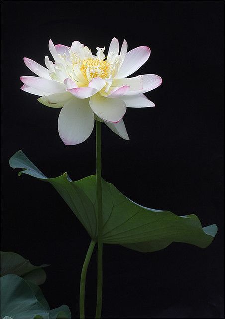 Lotus Flower - IMG_1187 - Lotus Flower - IMG_1187 -   14 beauty Flowers lotus ideas