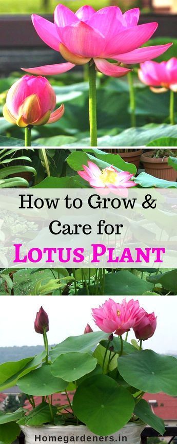 Sacred Lotus - How to grow and care for Lotus Plants - Sacred Lotus - How to grow and care for Lotus Plants -   14 beauty Flowers lotus ideas