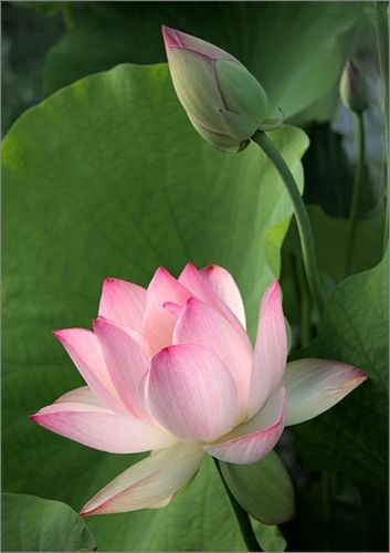 Lotus Flower IMG_3997 - Lotus Flower IMG_3997 -   14 beauty Flowers lotus ideas