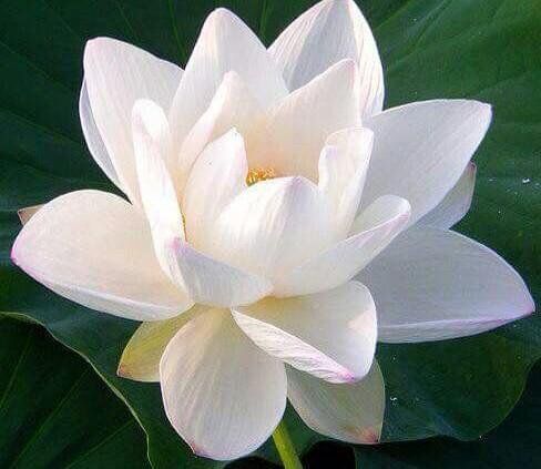 madhulika on Twitter - madhulika on Twitter -   14 beauty Flowers lotus ideas