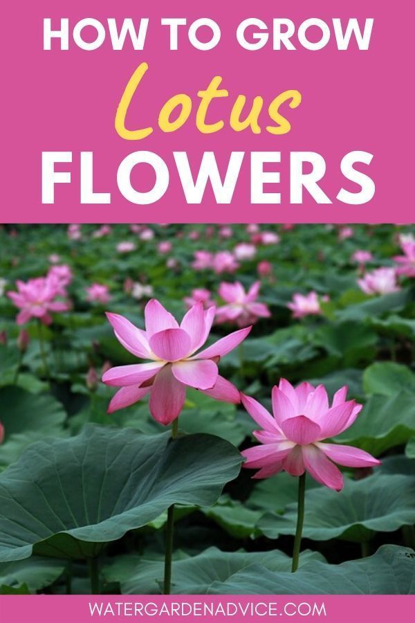 How To Grow Lotus Flowers - How To Grow Lotus Flowers -   14 beauty Flowers lotus ideas