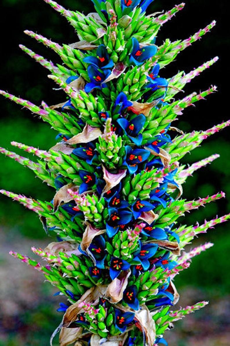 Puya Berteroniana Alpestris Sapphire Tower 10 Seeds Amazing Flowers RARE ! - Puya Berteroniana Alpestris Sapphire Tower 10 Seeds Amazing Flowers RARE ! -   16 beauty Flowers magic ideas