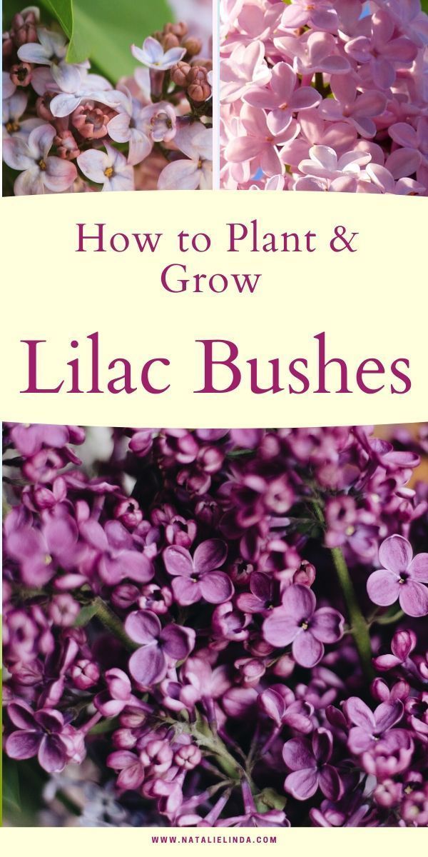 How To Grow a Lilac Bush for Beautiful Blooms in the Spring - Natalie Linda - How To Grow a Lilac Bush for Beautiful Blooms in the Spring - Natalie Linda -   16 beauty Flowers magic ideas