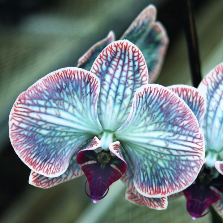 FESTIVE ORCHID - FESTIVE ORCHID -   16 beauty Flowers magic ideas