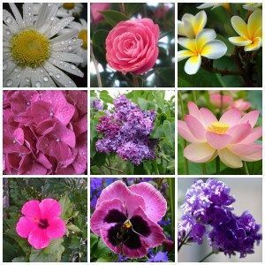 The Magical and Metaphysical Properties of Flowers - The Magical and Metaphysical Properties of Flowers -   16 beauty Flowers magic ideas