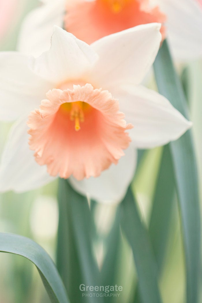 Daffodil Photo Print: flower photography, botanical, peach daffodil, narcissus, wall art, home decor, gifts for her, guest bedroom art - Daffodil Photo Print: flower photography, botanical, peach daffodil, narcissus, wall art, home decor, gifts for her, guest bedroom art -   16 beauty Flowers magic ideas
