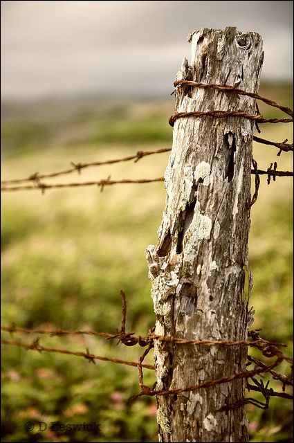barbed wire post - barbed wire post -   16 beauty Pictures country ideas