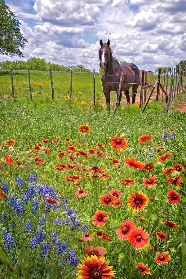 Sweet Times In The Hill Country by Lynn Bauer - Sweet Times In The Hill Country by Lynn Bauer -   16 beauty Pictures country ideas