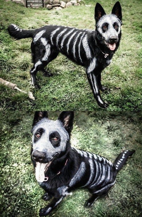 ??9 Easy DIY Dog Costumes for Halloween - ??9 Easy DIY Dog Costumes for Halloween -   16 diy Dog costume ideas
