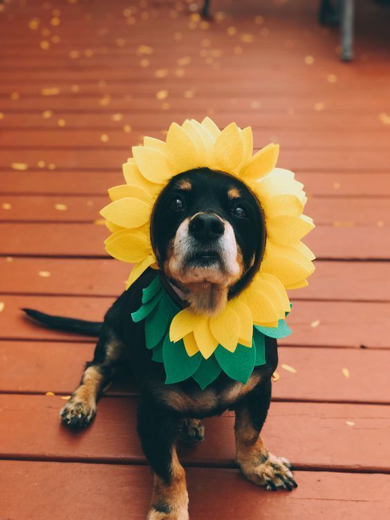 30+ Halloween Costumes for your Pups - Hike n Dip - 30+ Halloween Costumes for your Pups - Hike n Dip -   16 diy Dog costume ideas
