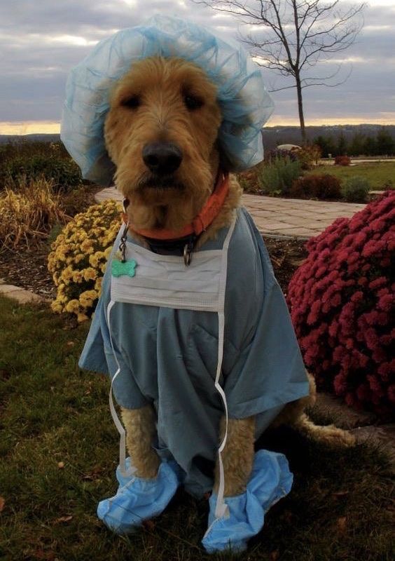 10 Awesome Halloween Costume Ideas For Your Dog - 10 Awesome Halloween Costume Ideas For Your Dog -   16 diy Dog costume ideas