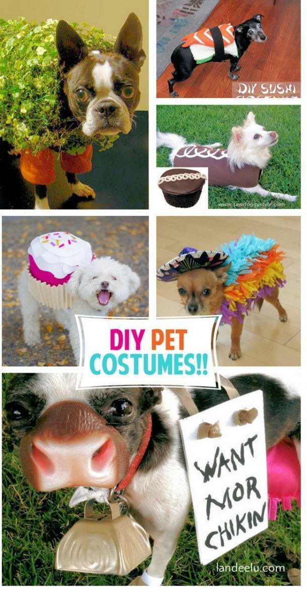Adorable DIY Pet Costumes | landeelu.com - Adorable DIY Pet Costumes | landeelu.com -   16 diy Dog costume ideas