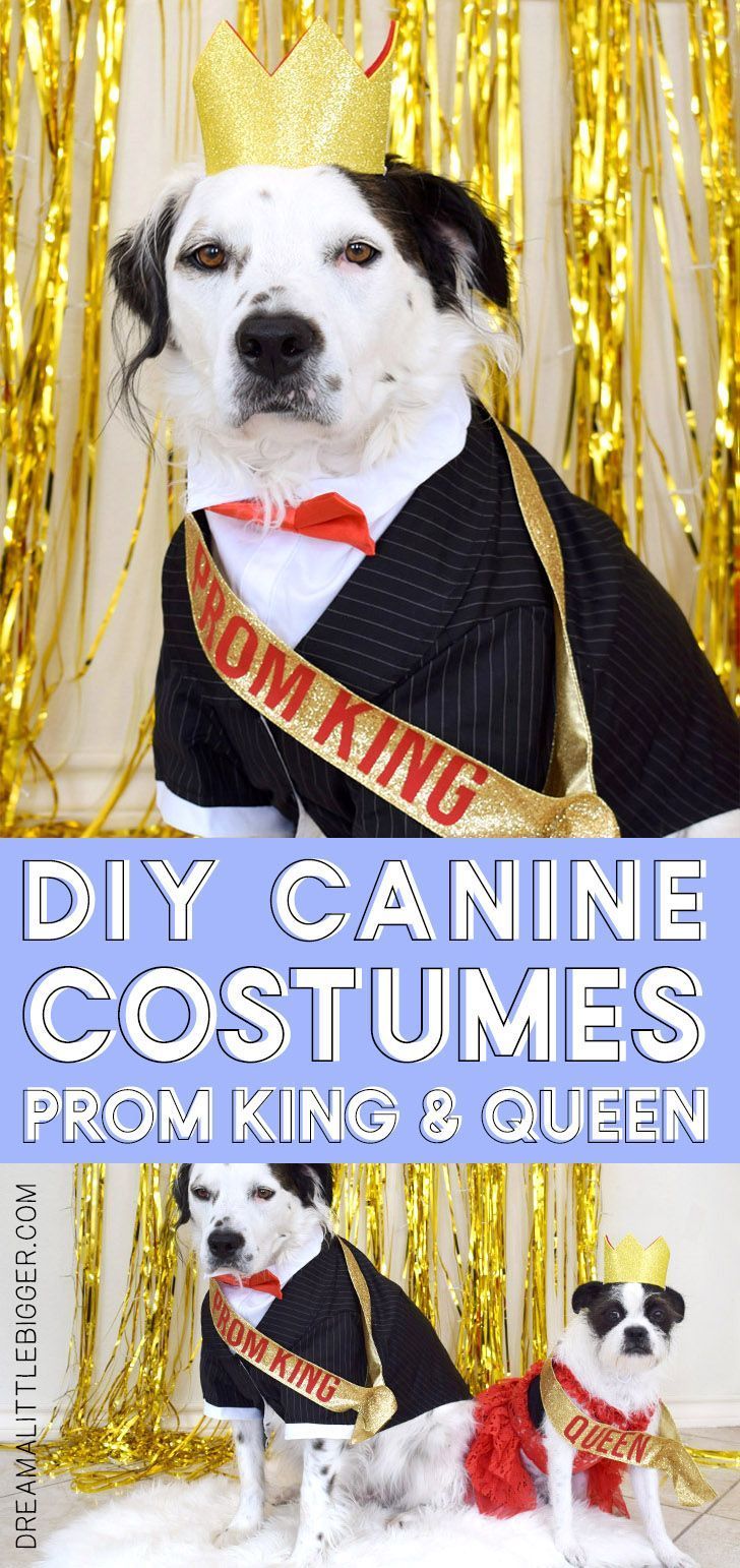 Doggo Prom King and Queen Pet Costumes - Doggo Prom King and Queen Pet Costumes -   16 diy Dog costume ideas