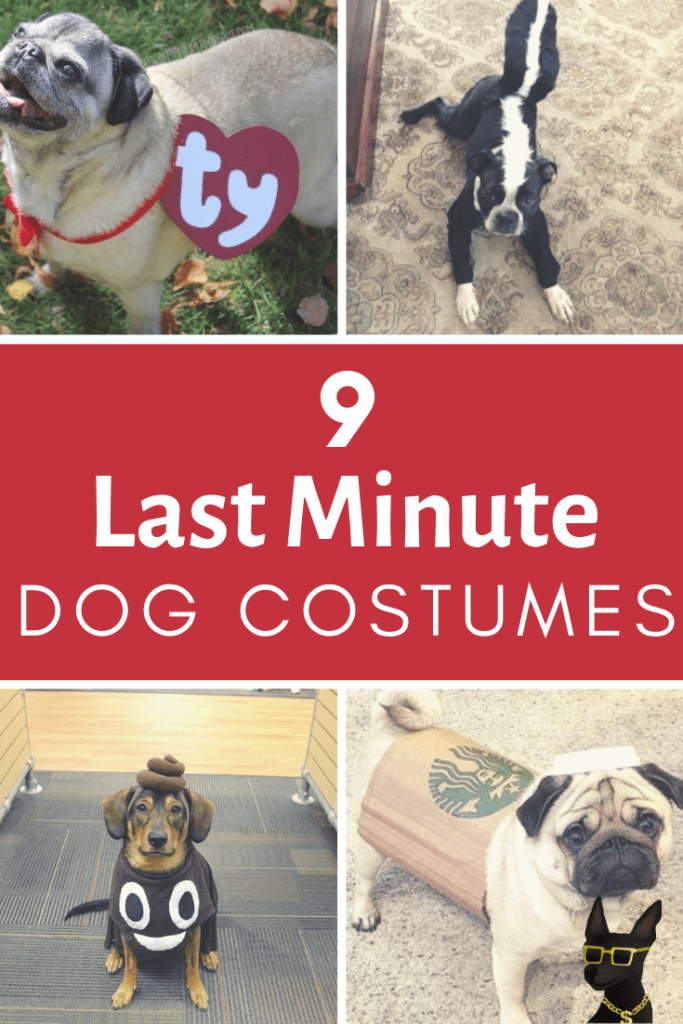 16 diy Dog costume ideas
