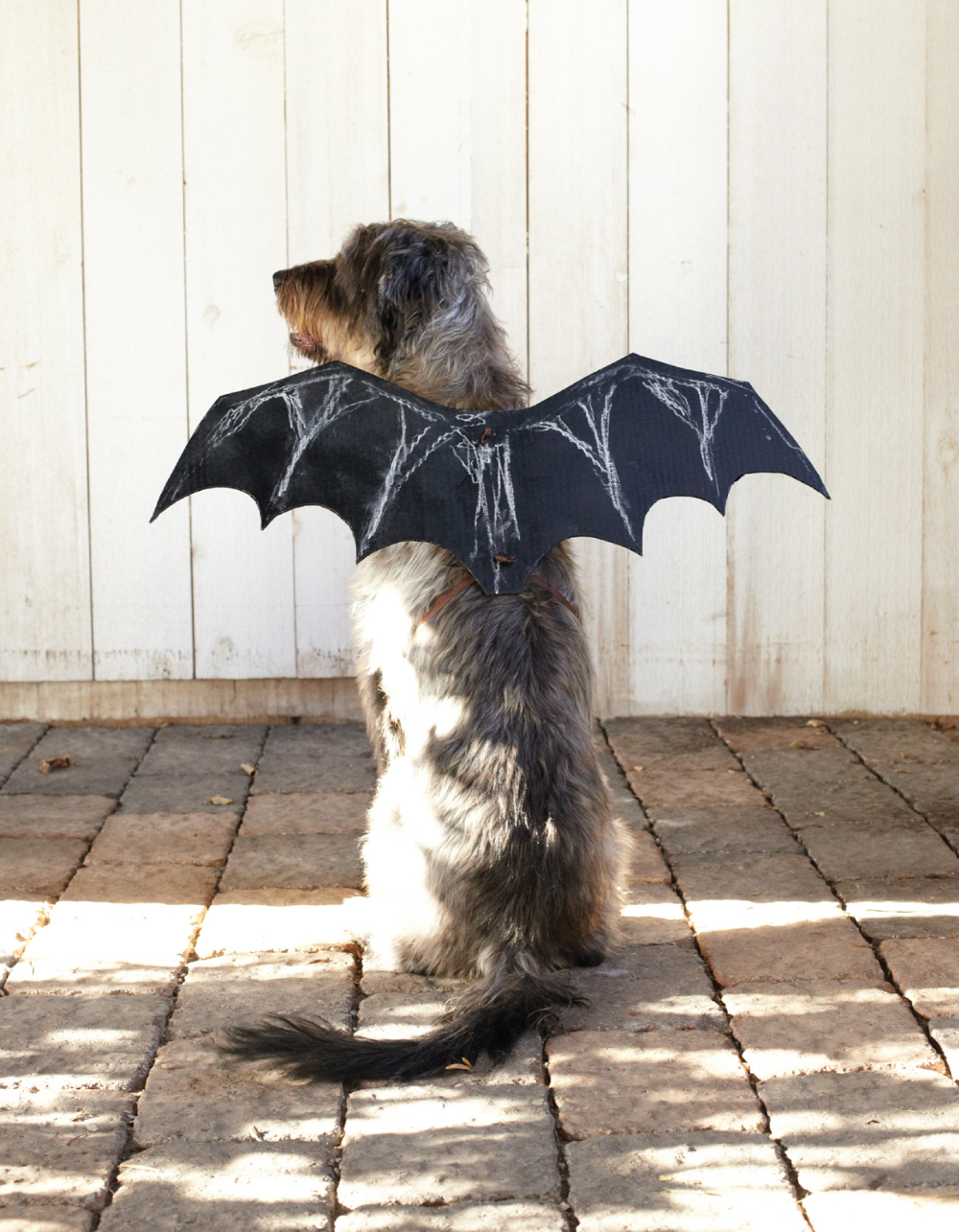 How to Make a Bat Halloween Costume for Your Dog - How to Make a Bat Halloween Costume for Your Dog -   16 diy Dog costume ideas