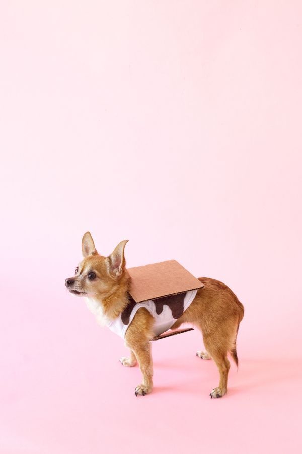32 Adorable Dog Costumes to DIY - 32 Adorable Dog Costumes to DIY -   16 diy Dog costume ideas