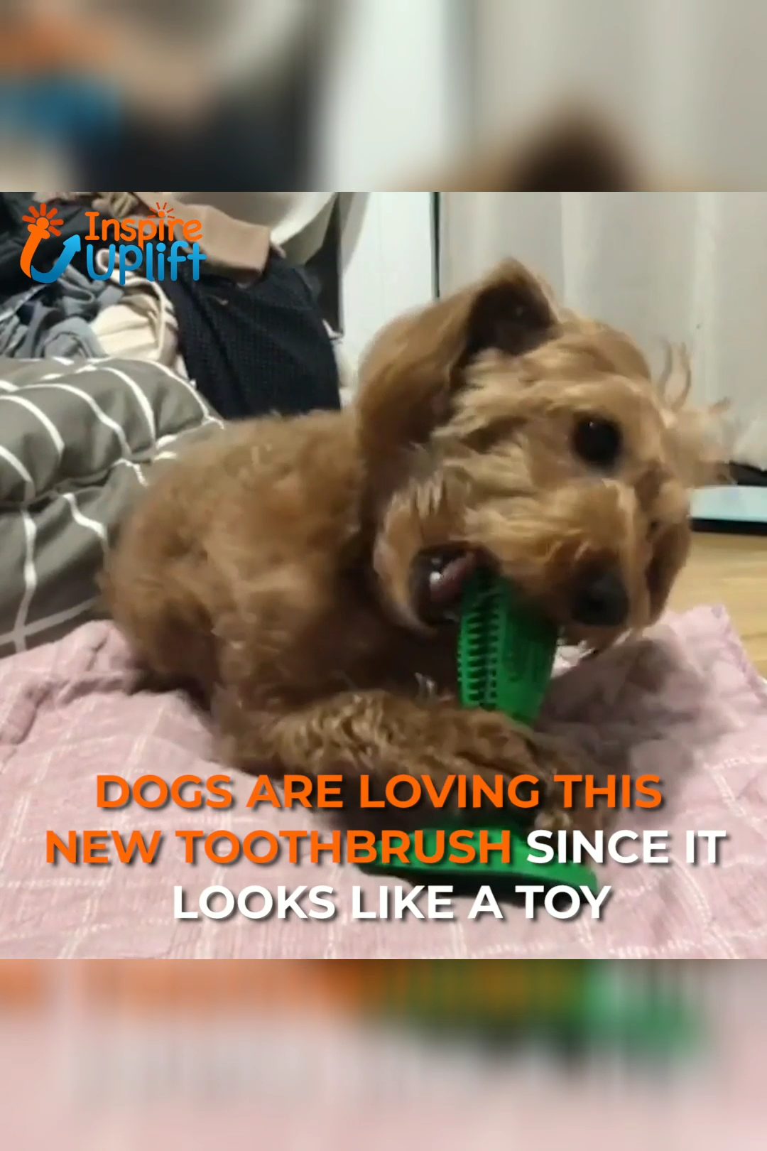 Dog Toothbrush Toy ? - Dog Toothbrush Toy ? -   16 diy Dog potty ideas