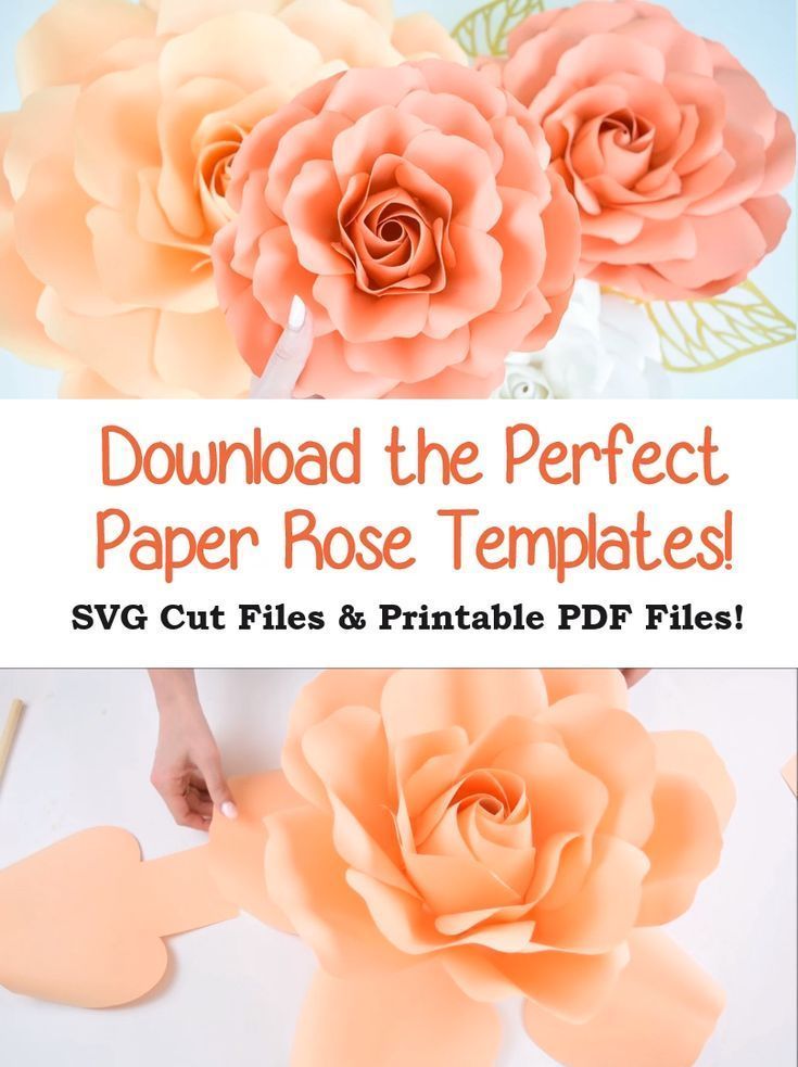 Easy DIY Large Paper Rose Templates and Step by Step Tutorial - Easy DIY Large Paper Rose Templates and Step by Step Tutorial -   diy Paper pom poms