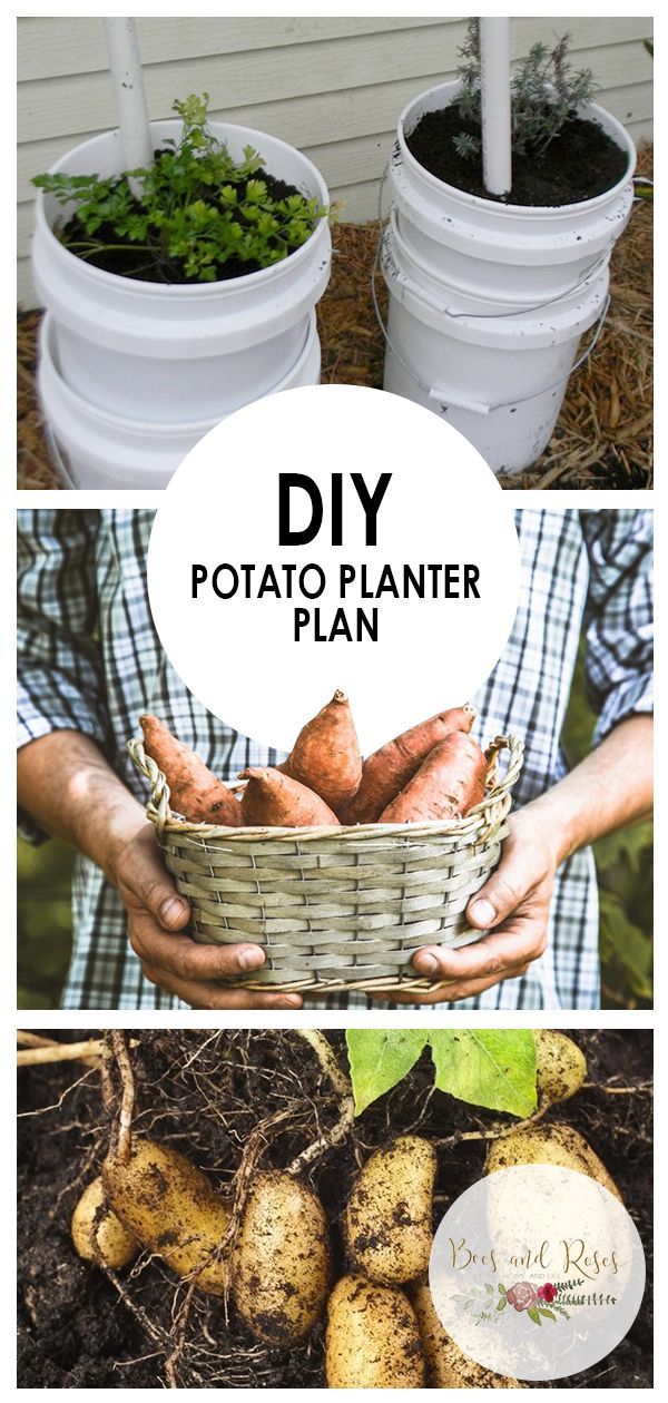 DIY Potato Planter Plan - DIY Potato Planter Plan -   19 diy Food potato ideas