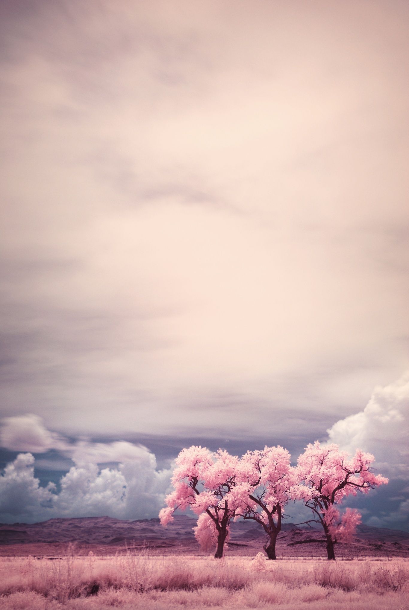 Pretty in pink: what spring looks like in infrared – in pictures - Pretty in pink: what spring looks like in infrared – in pictures -   4 beauty Pictures wallpaper ideas