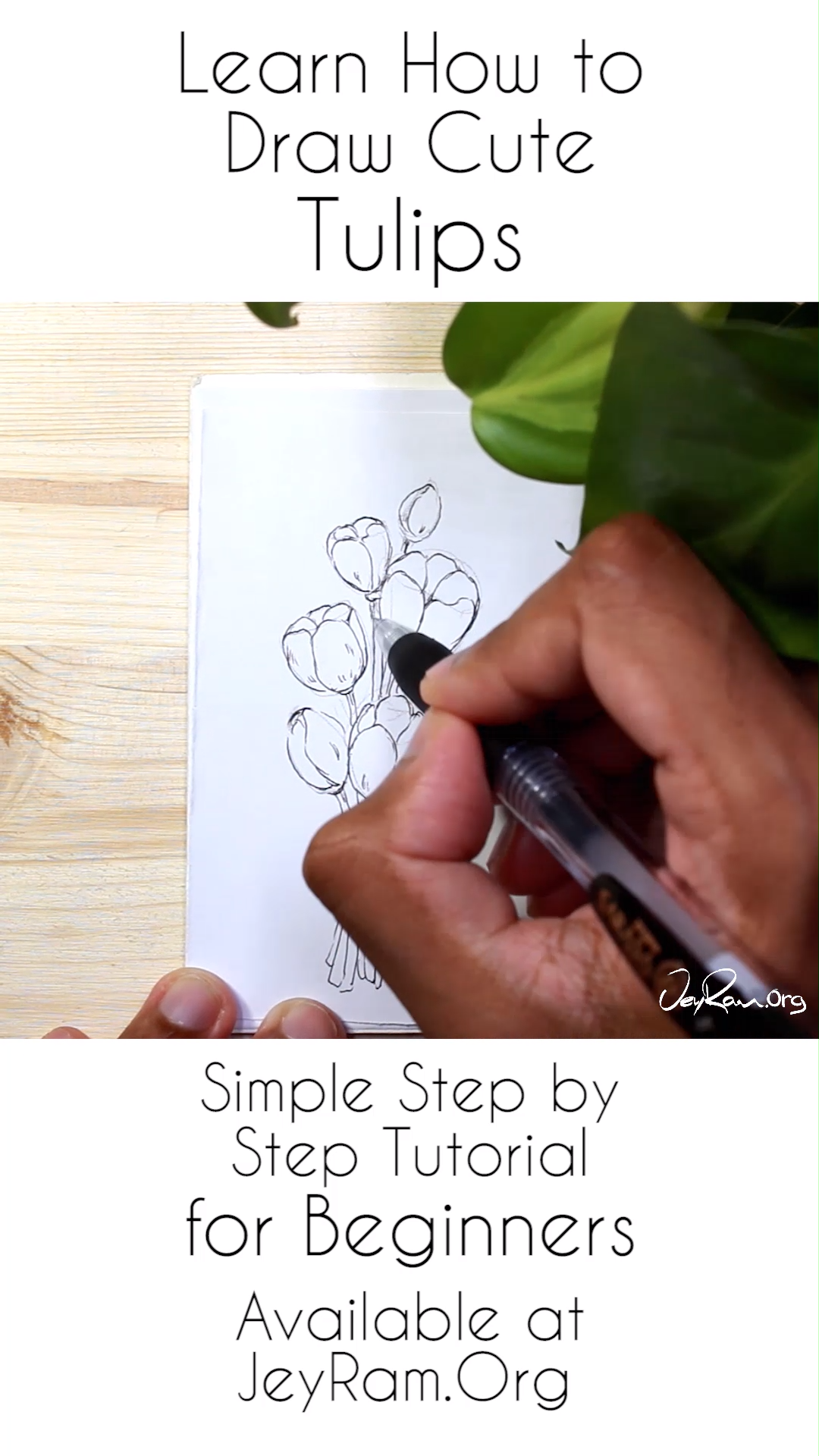How to Draw Tulips : Step by Step for Beginners - How to Draw Tulips : Step by Step for Beginners -   beauty Drawings for beginners