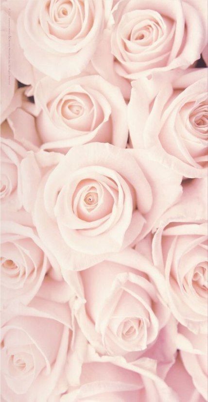 45 Beautiful Roses Wallpaper Backgrounds For iPhone - 45 Beautiful Roses Wallpaper Backgrounds For iPhone -   9 beauty Wallpaper roses ideas
