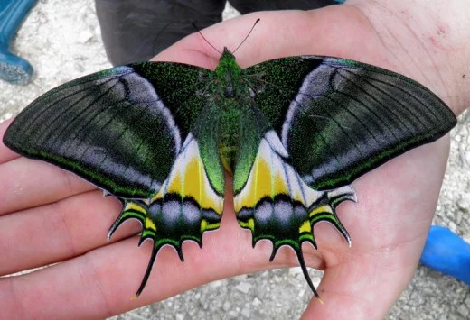 Top 10 Rare or Endangered Butterflies - Top 10 Rare or Endangered Butterflies -   beauty Animals butterflies