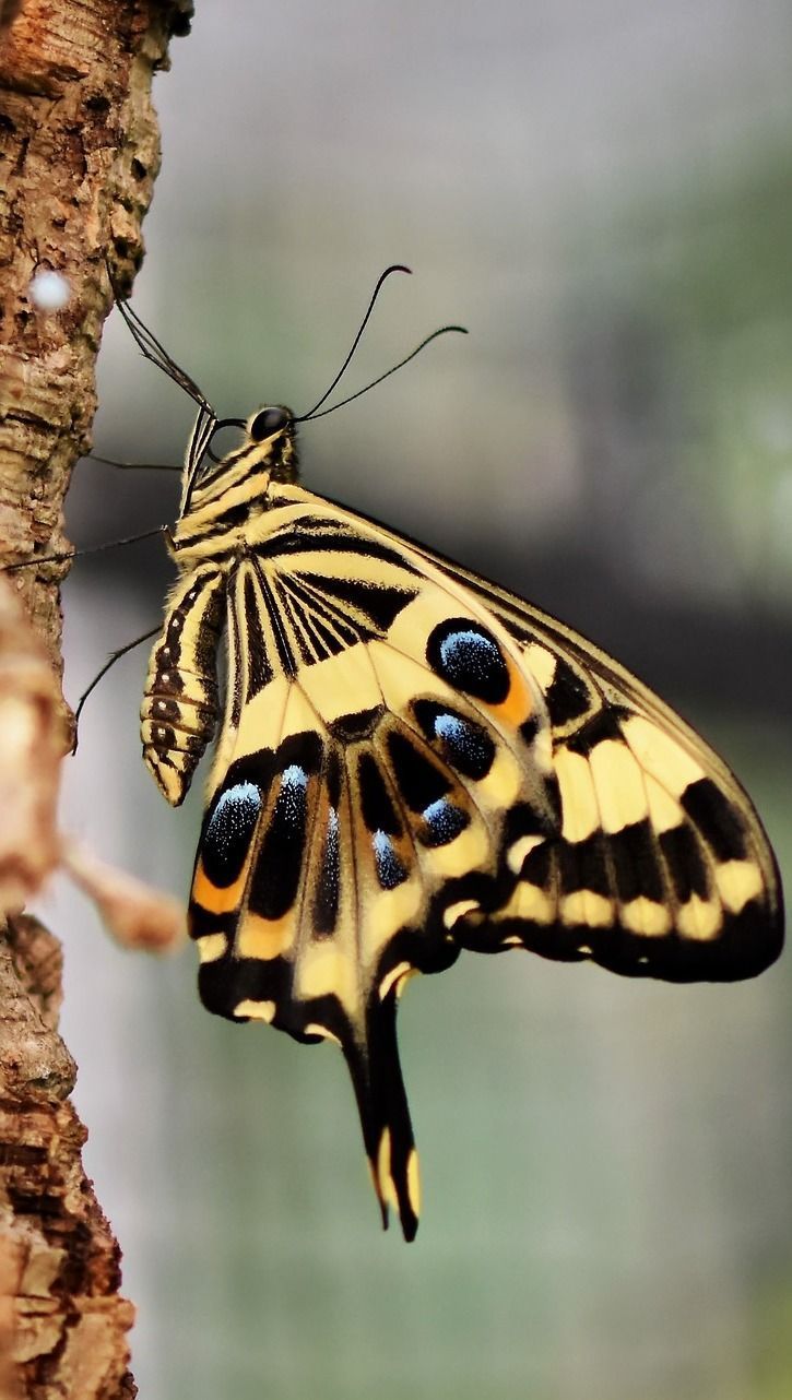 Picture of a tiger swallowtail - Picture of a tiger swallowtail -   11 beauty Animals butterflies ideas