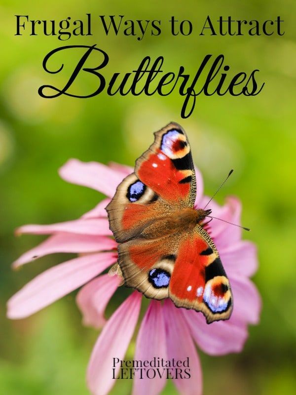 6 Frugal Ways to Attract Butterflies to Your Yard - 6 Frugal Ways to Attract Butterflies to Your Yard -   11 beauty Animals butterflies ideas