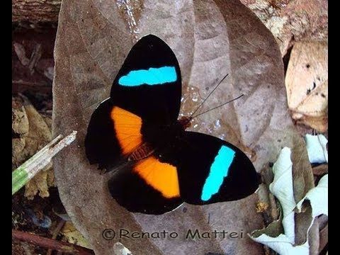Rare butterflies of the world - Rare butterflies of the world -   11 beauty Animals butterflies ideas