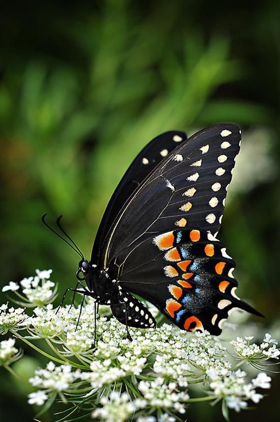 Butterfly Photograph, Black Swallowtail Photography, Butterfly Lovers Gift, Living Room Office Wall - Butterfly Photograph, Black Swallowtail Photography, Butterfly Lovers Gift, Living Room Office Wall -   11 beauty Animals butterflies ideas