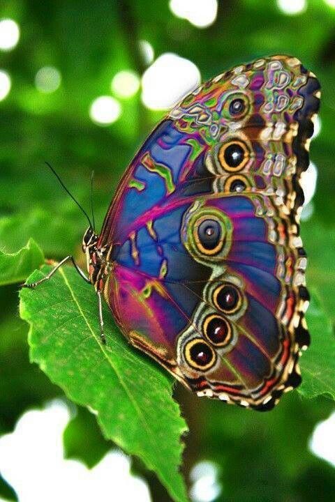 11 beauty Animals butterflies ideas