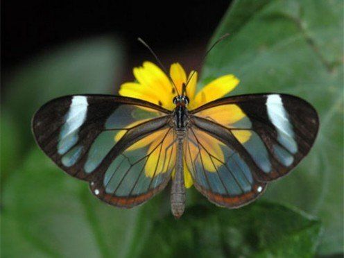 On Gossamer Wings: The Beauty of Butterflies and Moths - On Gossamer Wings: The Beauty of Butterflies and Moths -   11 beauty Animals butterflies ideas