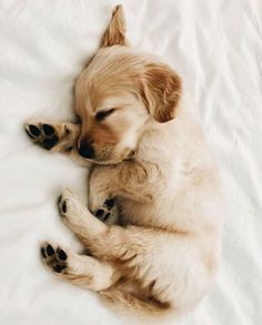 10 Adorable Puppies Playing In Their First Snow [PICTURES] - Dogtime - 10 Adorable Puppies Playing In Their First Snow [PICTURES] - Dogtime -   12 beauty Animals aesthetic ideas
