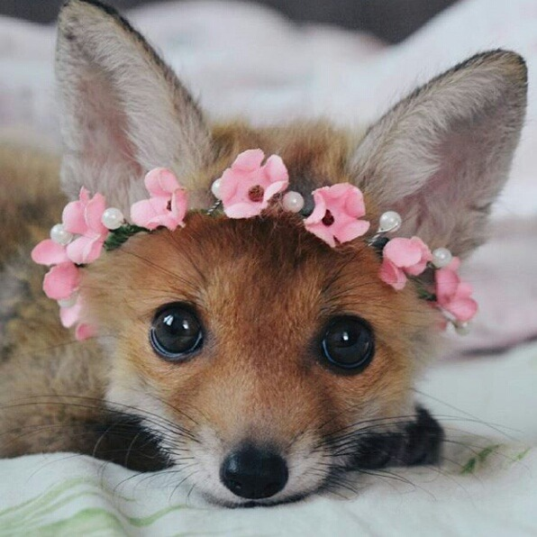 And Other Animals - And Other Animals -   12 beauty Animals aesthetic ideas