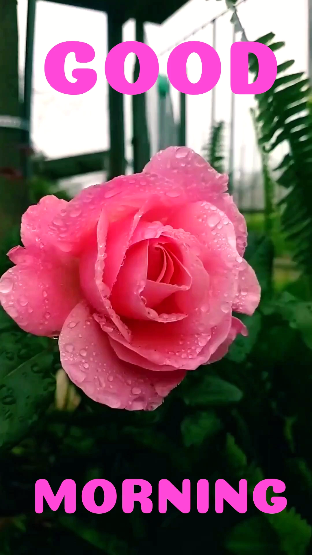 Say Good Morning With Pinky Alive Rose To have A Great day - Say Good Morning With Pinky Alive Rose To have A Great day -   13 beauty Images morning ideas