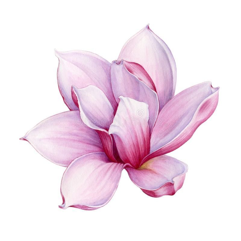 Watercolor Tender Pink Magnolia Flower Illustration. Hand Drawn Lush Spring Blossom. Isolated On The White Background Stock Illustration - Illustration of illustration, hand: 156583348 - Watercolor Tender Pink Magnolia Flower Illustration. Hand Drawn Lush Spring Blossom. Isolated On The White Background Stock Illustration - Illustration of illustration, hand: 156583348 -   14 beauty Background spring ideas