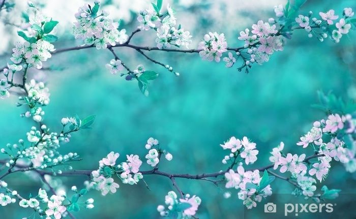 Beautiful spring floral background with branches of blossoming cherry, soft focus. Frame of pink sakura flowers in spring close-up macro on a turquoise background outdoors in nature. Wall Mural • Pixers® - We live to change - Beautiful spring floral background with branches of blossoming cherry, soft focus. Frame of pink sakura flowers in spring close-up macro on a turquoise background outdoors in nature. Wall Mural • Pixers® - We live to change -   14 beauty Background spring ideas
