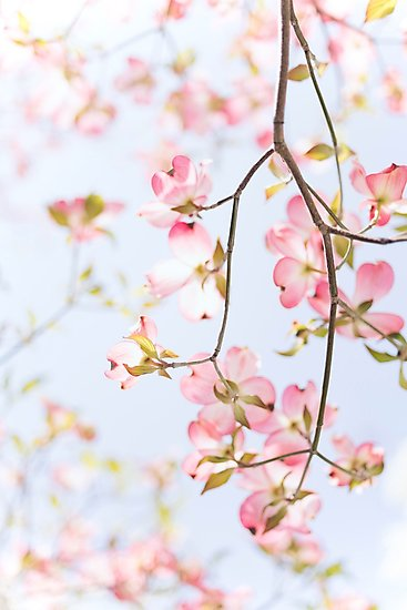 'Sakura Flowers' Photographic Print by opticpixil - 'Sakura Flowers' Photographic Print by opticpixil -   14 beauty Background spring ideas