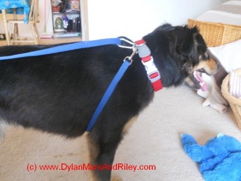 How to Make a Simple No-Pull Dog Harness From Things You May Already Have - How to Make a Simple No-Pull Dog Harness From Things You May Already Have -   diy Dog harness