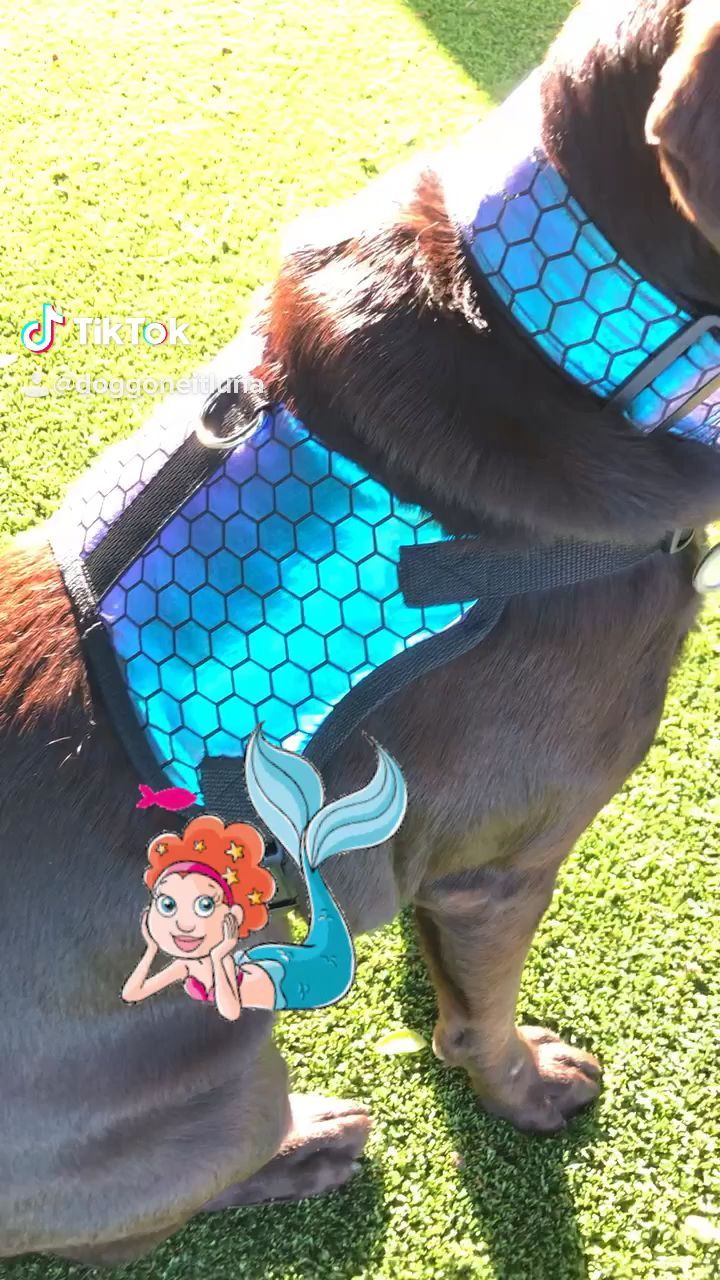 Mermaid Shimmer Dog Harness and Matching Dog Collar - Mermaid Shimmer Dog Harness and Matching Dog Collar -   14 diy Dog harness ideas