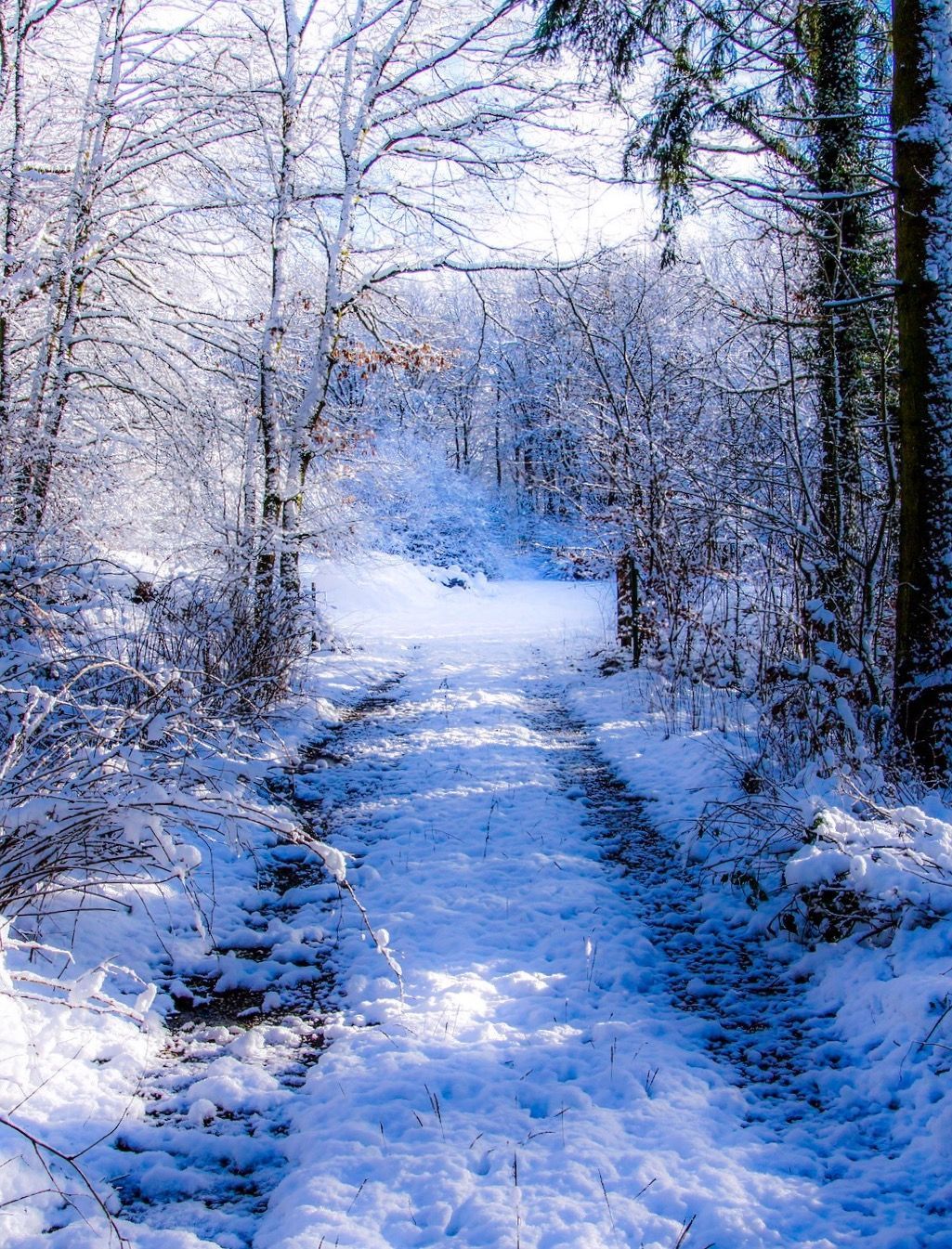 Winter Wonderland - Winter Wonderland -   15 beauty Pictures wonderland ideas