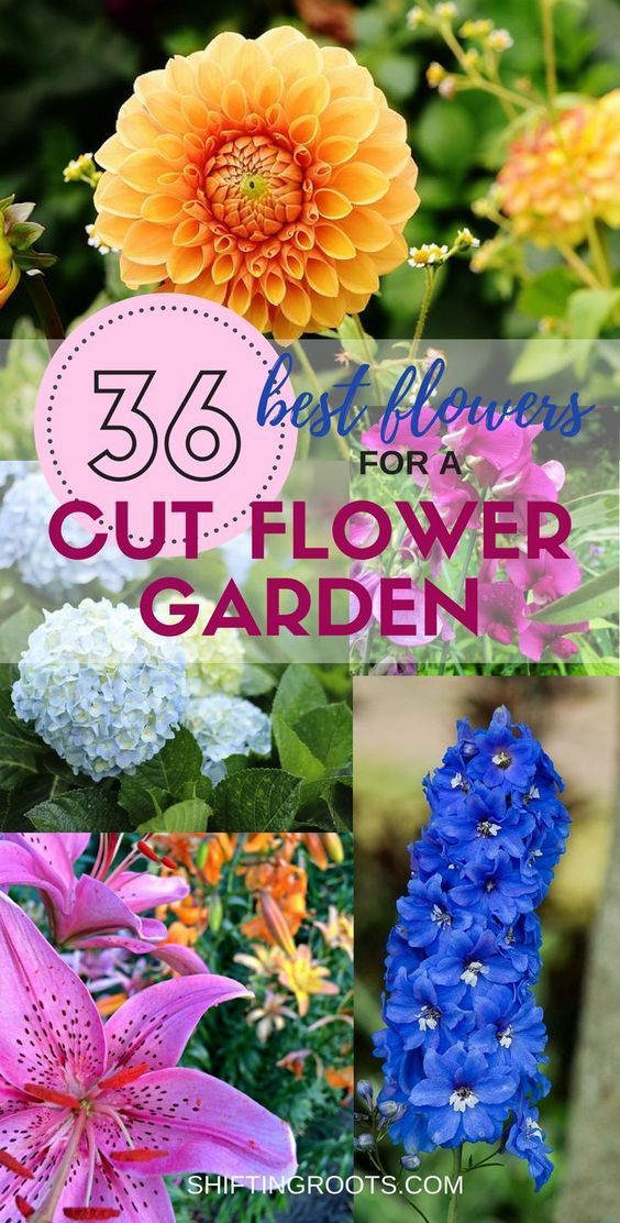 17 beauty Pictures of flowers ideas