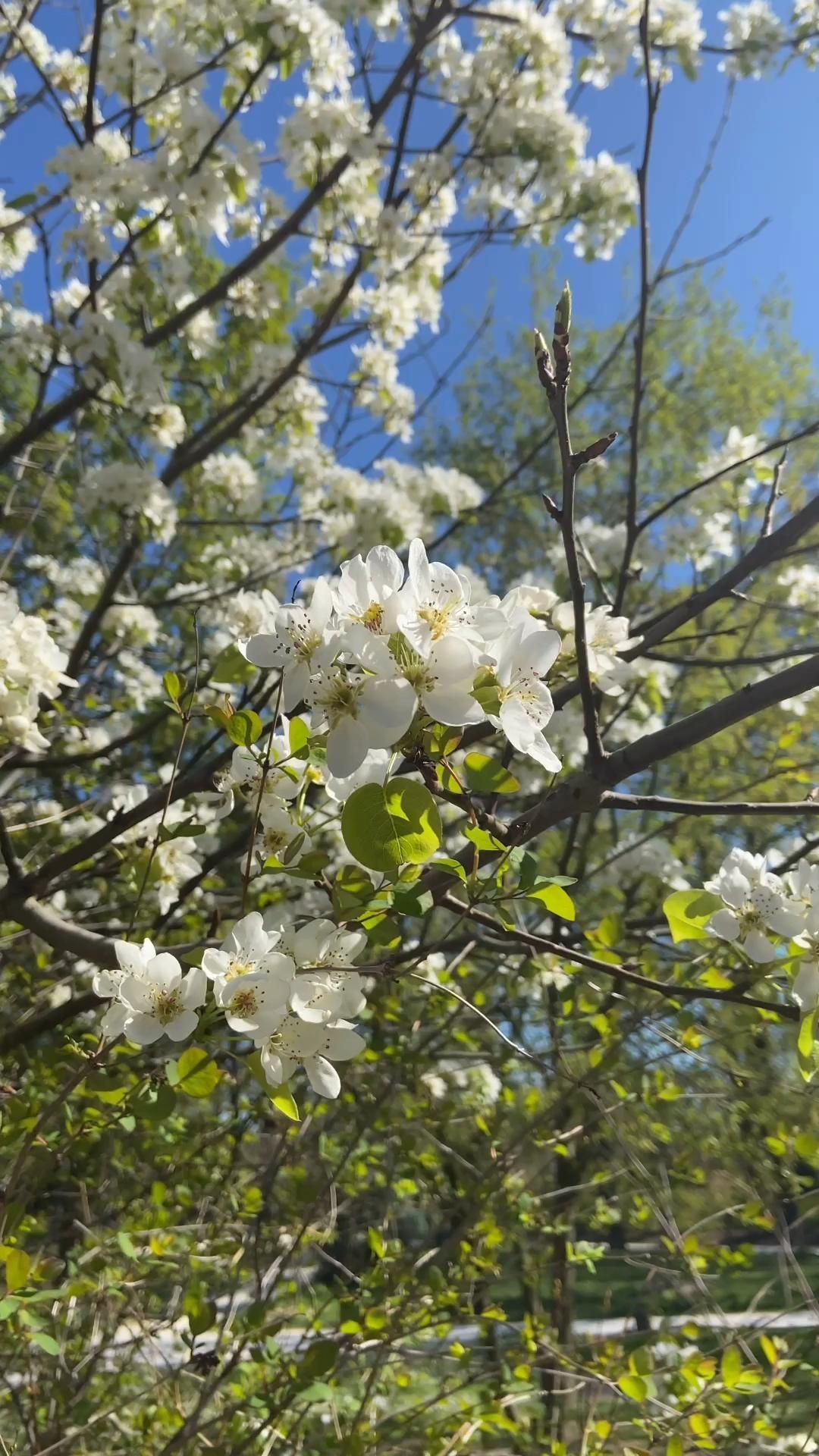 Trees in Bloom - Trees in Bloom -   21 beauty Aesthetic videos ideas