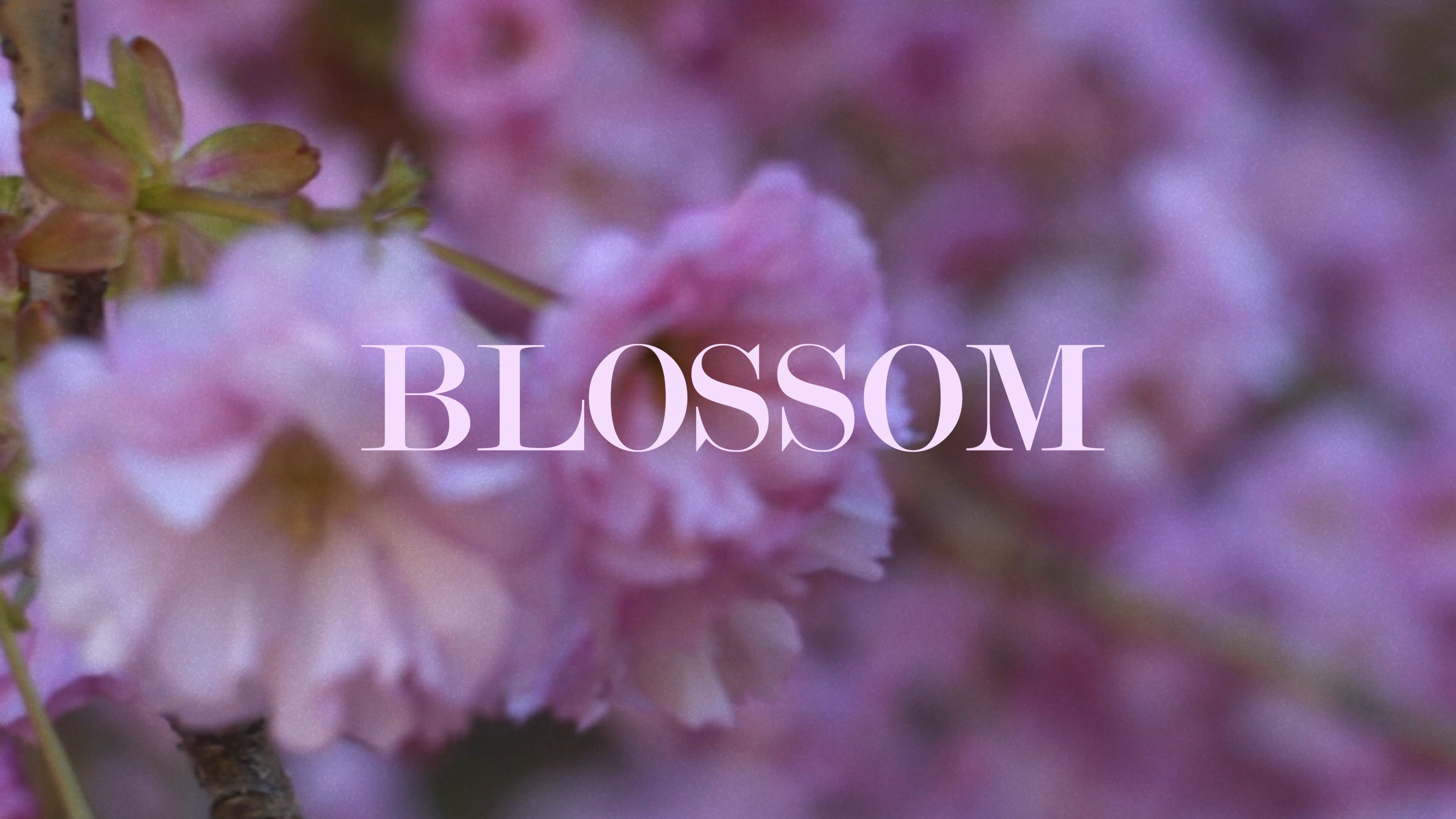 BLOSSOM - BLOSSOM -   21 beauty Aesthetic videos ideas