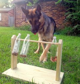 DIY Enrichment Games For Your Dog - DIY Enrichment Games For Your Dog -   15 diy Outdoor dog ideas