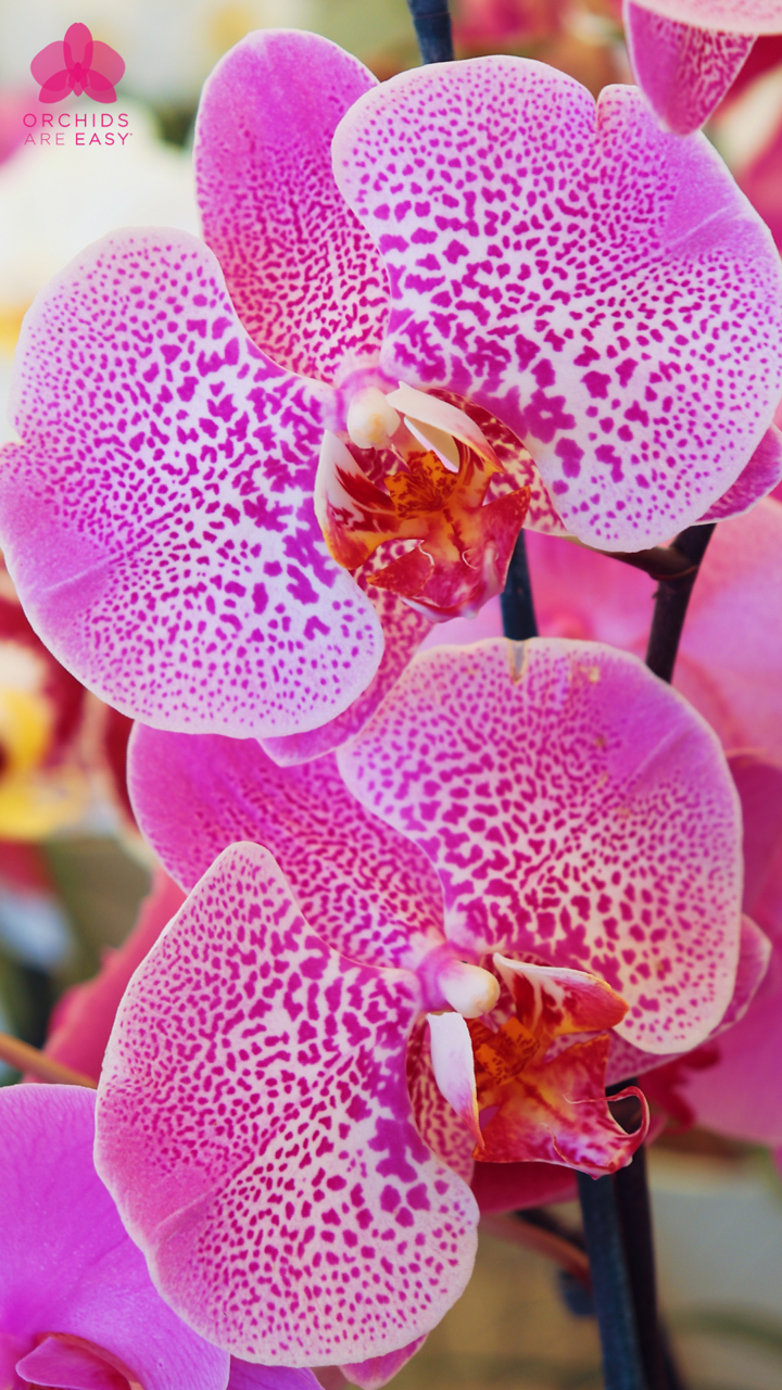 Orchids are Easy - Orchids are Easy -   beauty Flowers in the world