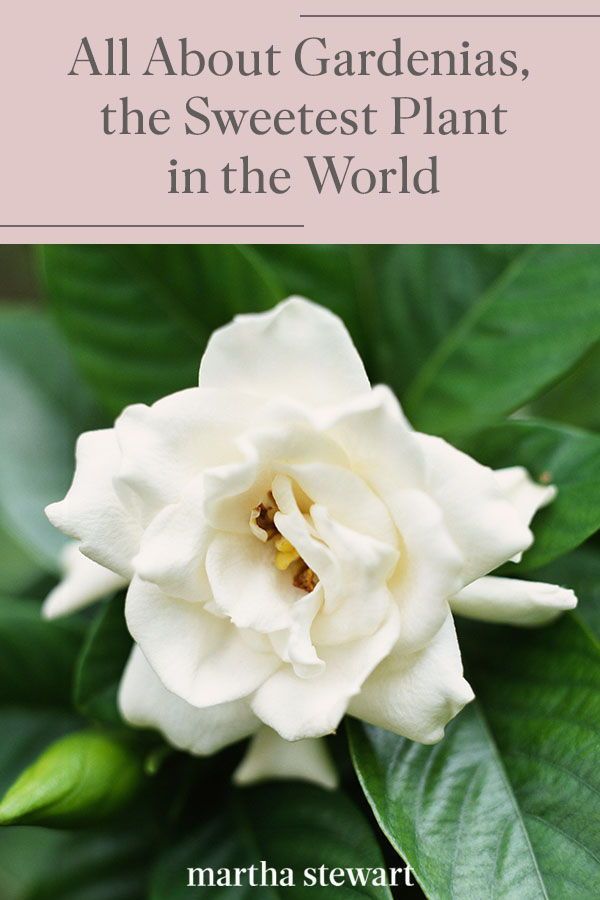 All About Gardenias, the Sweetest Plant in the World - All About Gardenias, the Sweetest Plant in the World -   16 beauty Flowers in the world ideas