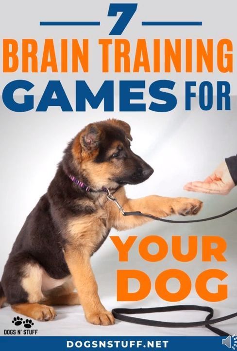 Brain-Boosting Exercises To Stimulate Your Dog's Mental Performance – Dogs N' Stuff - Brain-Boosting Exercises To Stimulate Your Dog's Mental Performance – Dogs N' Stuff -   17 diy Dog training ideas
